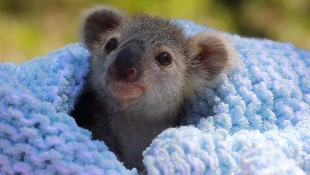 Se Vuelve Viral El Video De Un Bebe Koala Que Confundio A Su Mama Con Un Perro Ya Te Enteraste