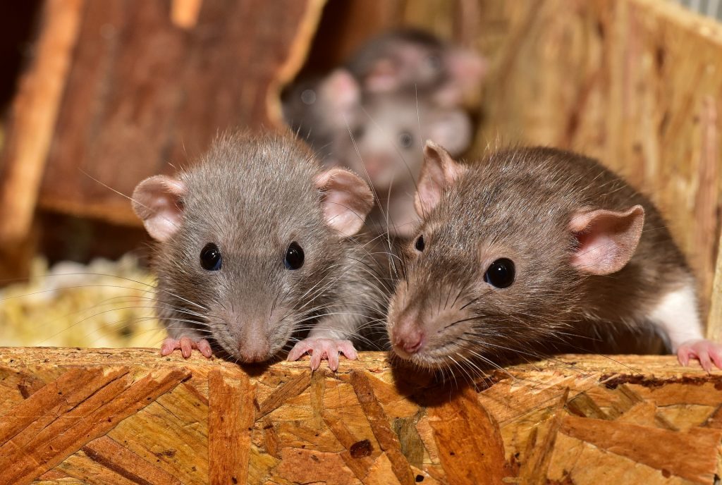 Hantavirus, el otro virus que está preocupando al mundo