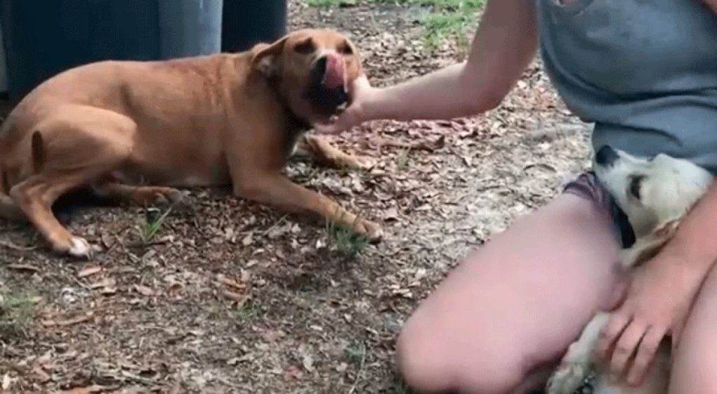 Perros cuidan de niño autista de 3 años mientras estuvo desaparecido