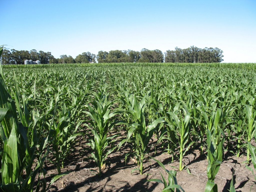 presupuesto campo Sinaloa